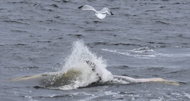 A minke whale lunge-feeding at the surface. 