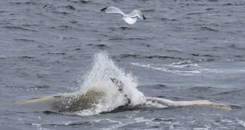 Un petit rorqual en alimentation