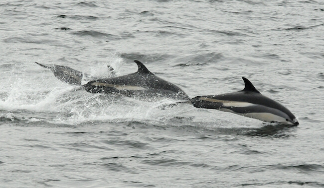 White-sided dolphin 