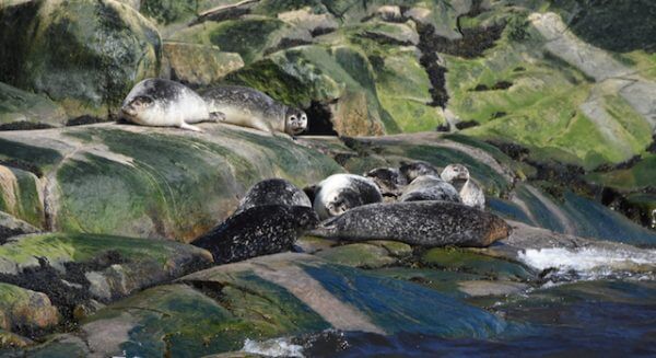 Groupe de phoques communs échoués sur les rochers.