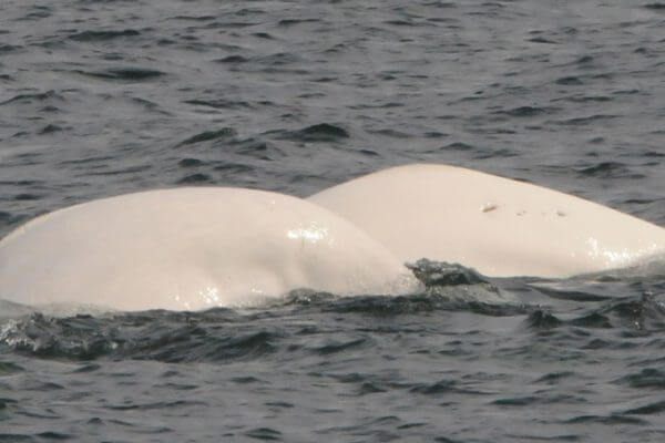 Dos de bélugas à la surface de l'eau.