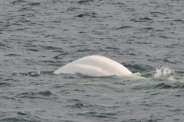 Dos de bélugas à la surface de l'eau.