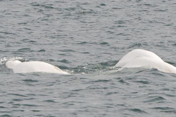 Dos de bélugas à la surface de l'eau.