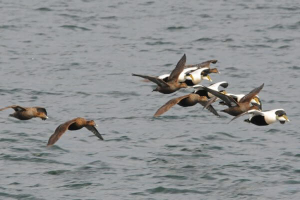 Envolé d'eiders mâles et femelles