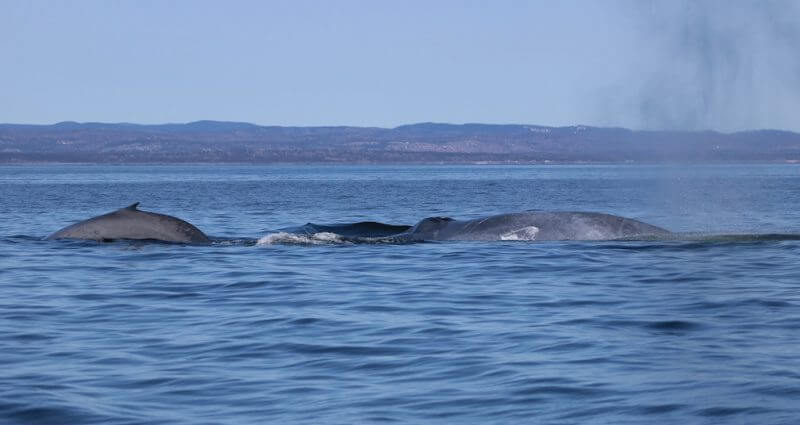 Un rorqual bleu avec son baleineau.