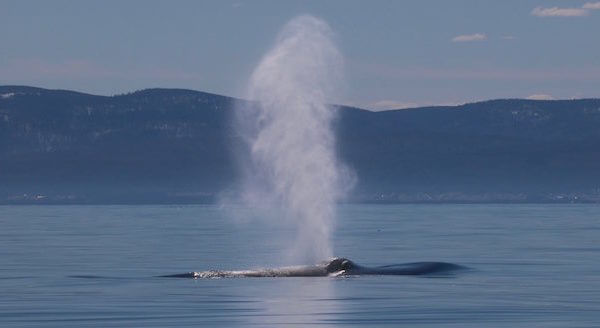 Le rorqual bleu pulsar soufflant à la surface de l'eau.