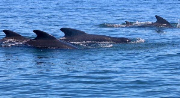 Groupe de globicéphales noires nageant près de la surface.