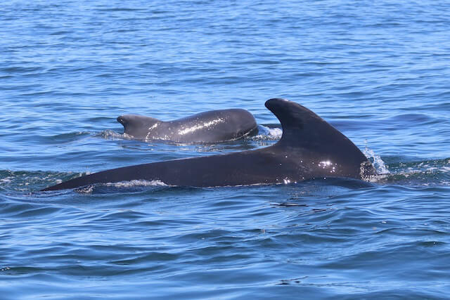 A long-finned pilot whale with a calf