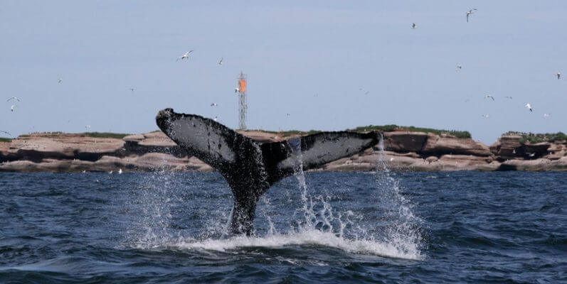 La queue du rorqual à bosse h626.