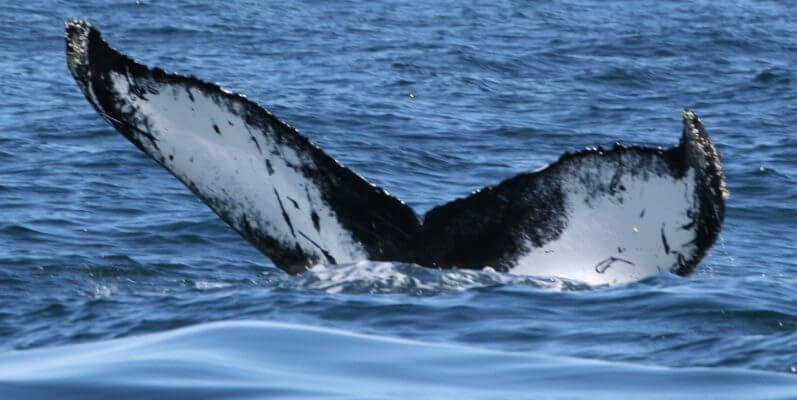 La queue du rorqual à bosse h626.