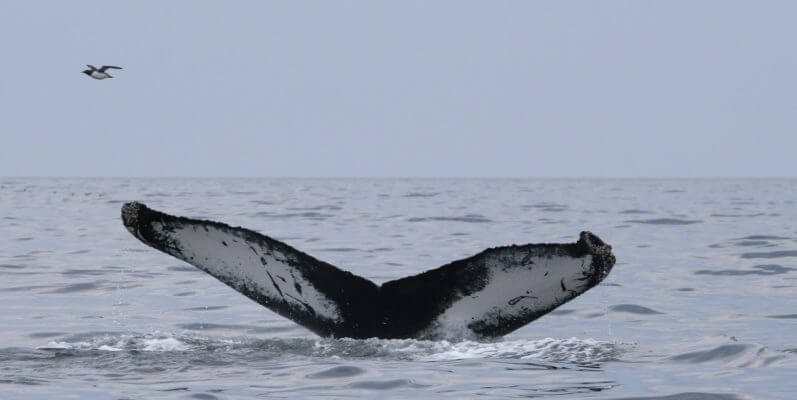 La queue du rorqual à bosse h626.