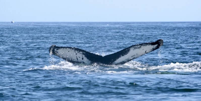 La queue du rorqual à bosse h626.