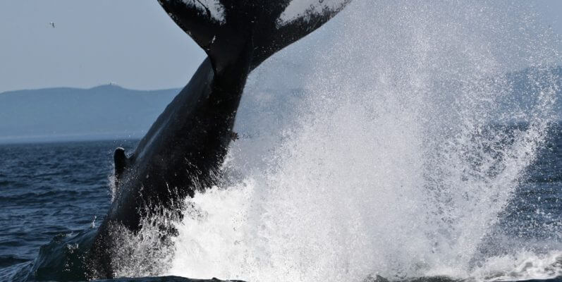 La queue du rorqual à bosse h626.