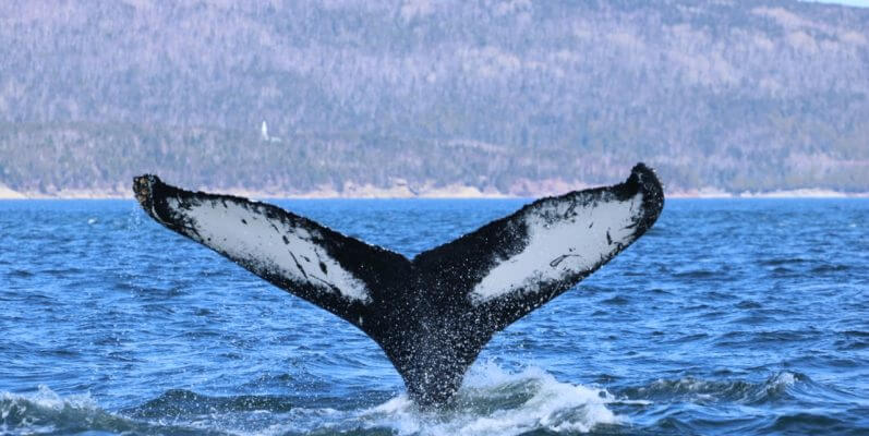 La queue du rorqual à bosse h626.