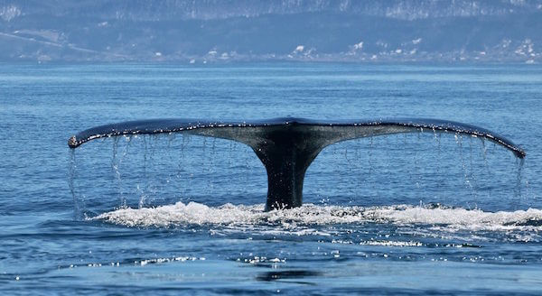 La queue du rorqual à bosse Cigale.