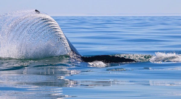 Splinter le rorqual à bosse soulève l’eau avec sa nageoire caudale.