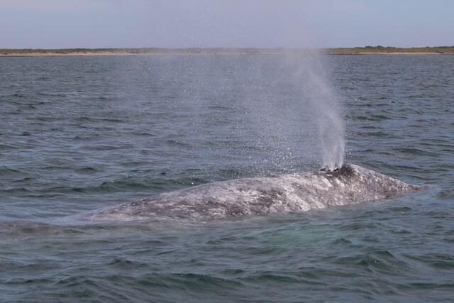 Une baleine grise.