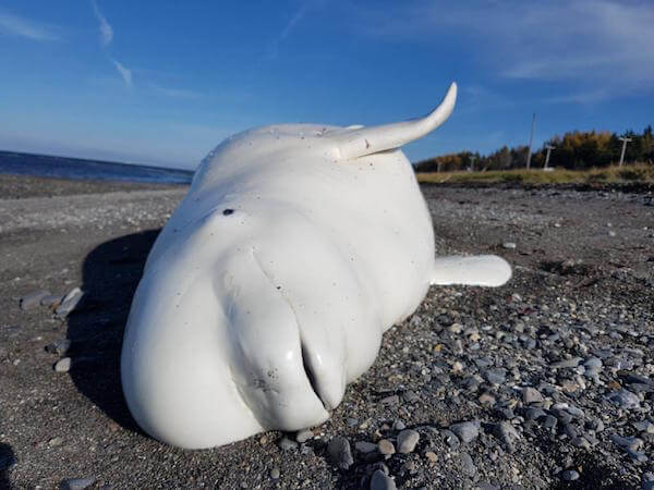 Stranded beluga female