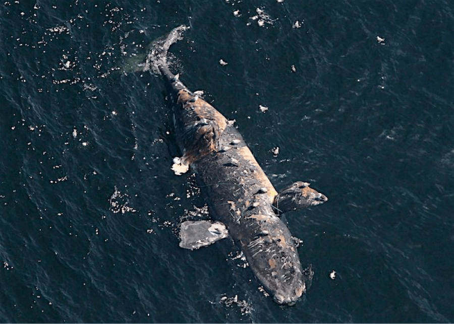 Stranded whales swim back into danger, Whales