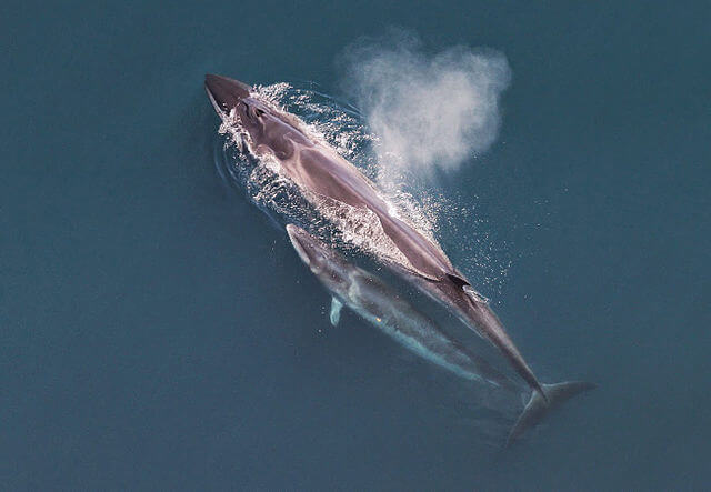 Un baleineau rorqual boréal aux côtés de sa mère. 