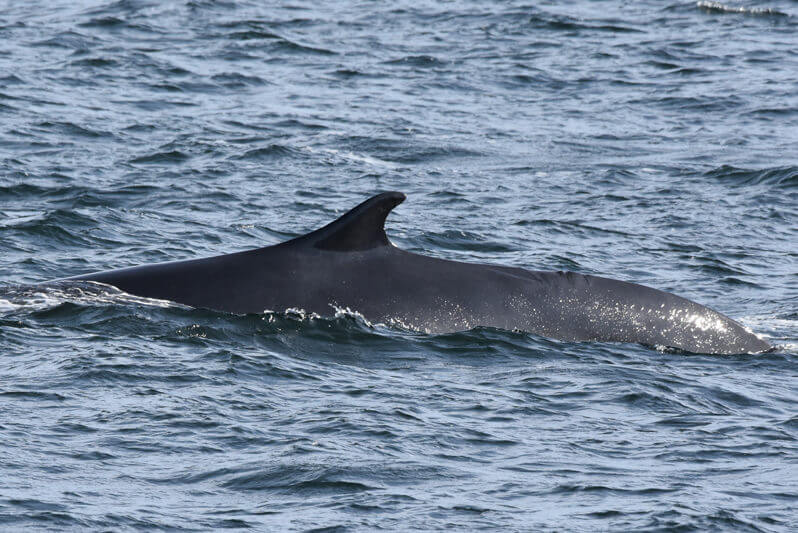 Zipper the fin whale