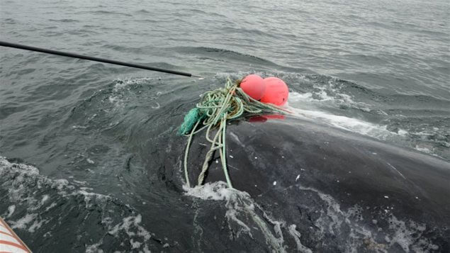 Whales in the nets - Baleines en direct