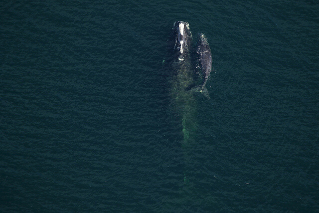 baleine noire avec veau