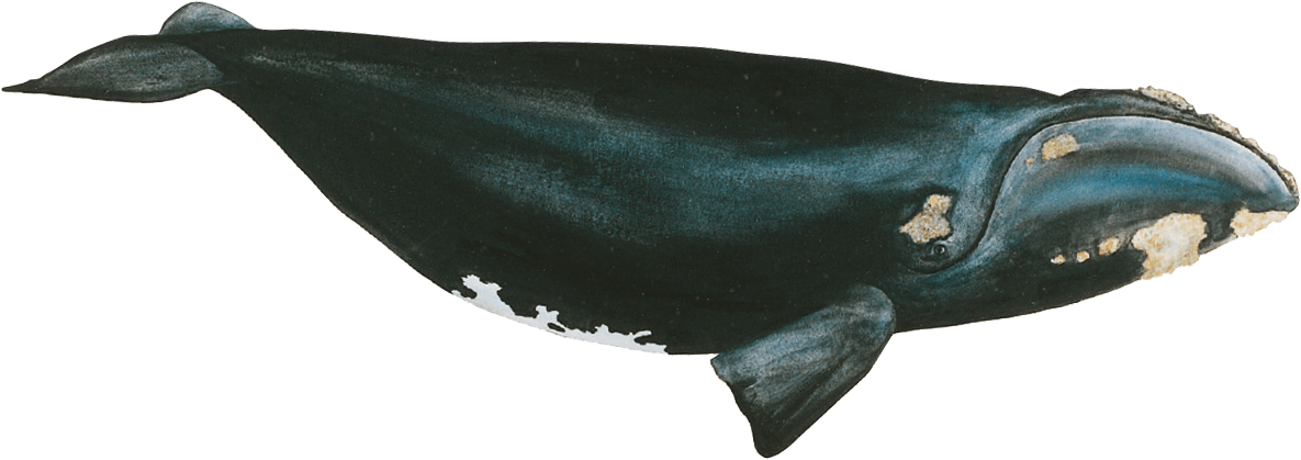 Image baleine noire