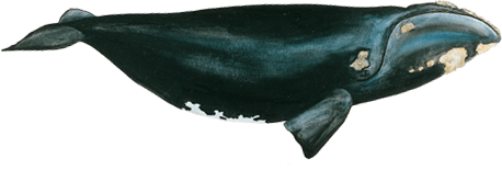 North atlantic right whale
