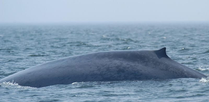 Une baleine bleue en surface