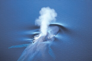 Blue whale seen from above© Jean Lemire