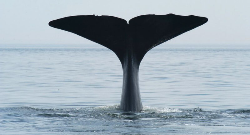 The tail of a sperm whale diving