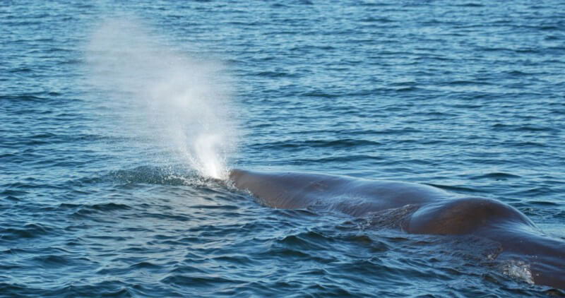 Spout Baleines En Direct