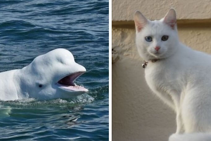 Beluga cat