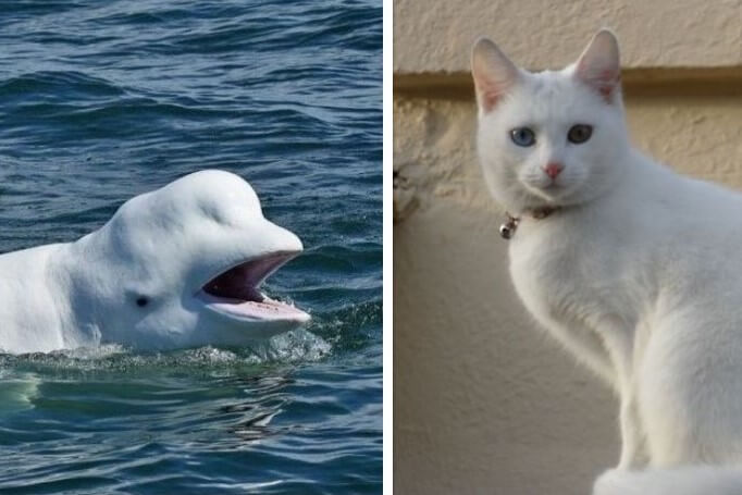 Beluga cat 