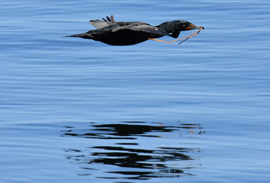 Un cormoran à aigrettes transporte une brindille pour son nid