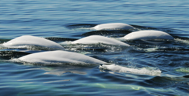 Belugas breathing at the surface.