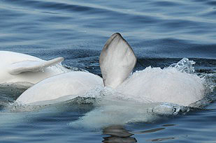 beluga's pectoral © GREMM