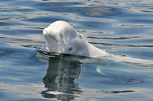 A beluga whale comes out of the water with its head.