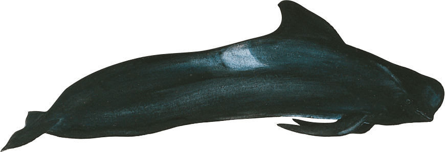 Image globicéphale noir de l'Atlantique