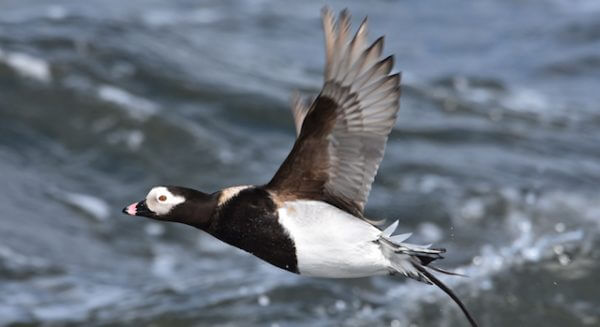 Long-tailed duck in flight 