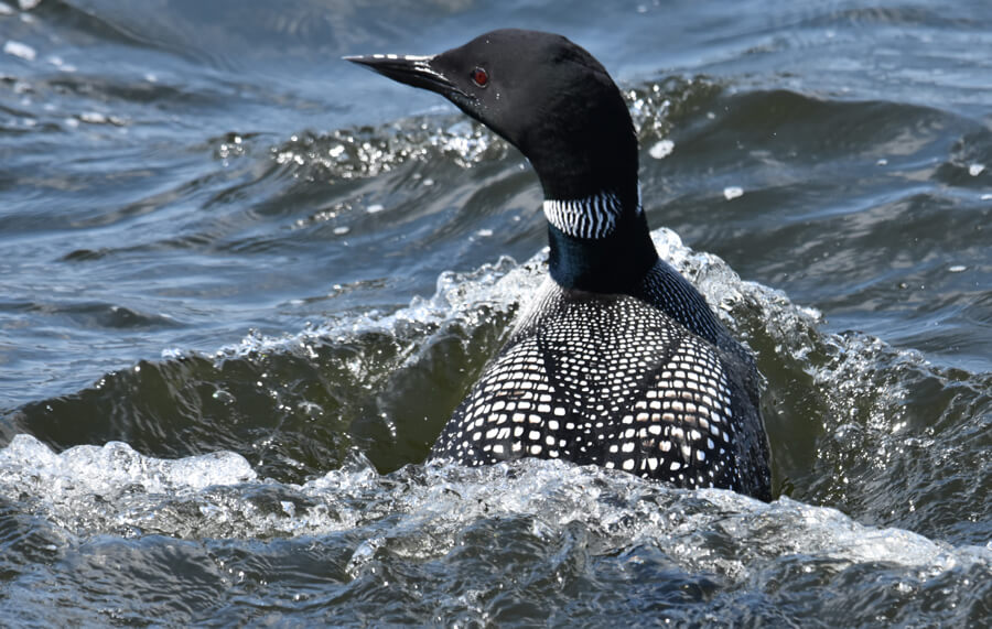 Un plongeon huard