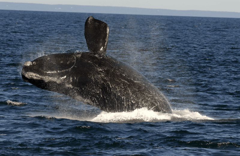 North atlantic right whale