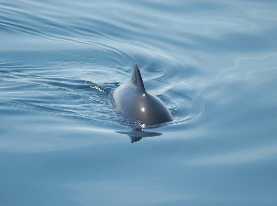 porpoise's back fin at the surface