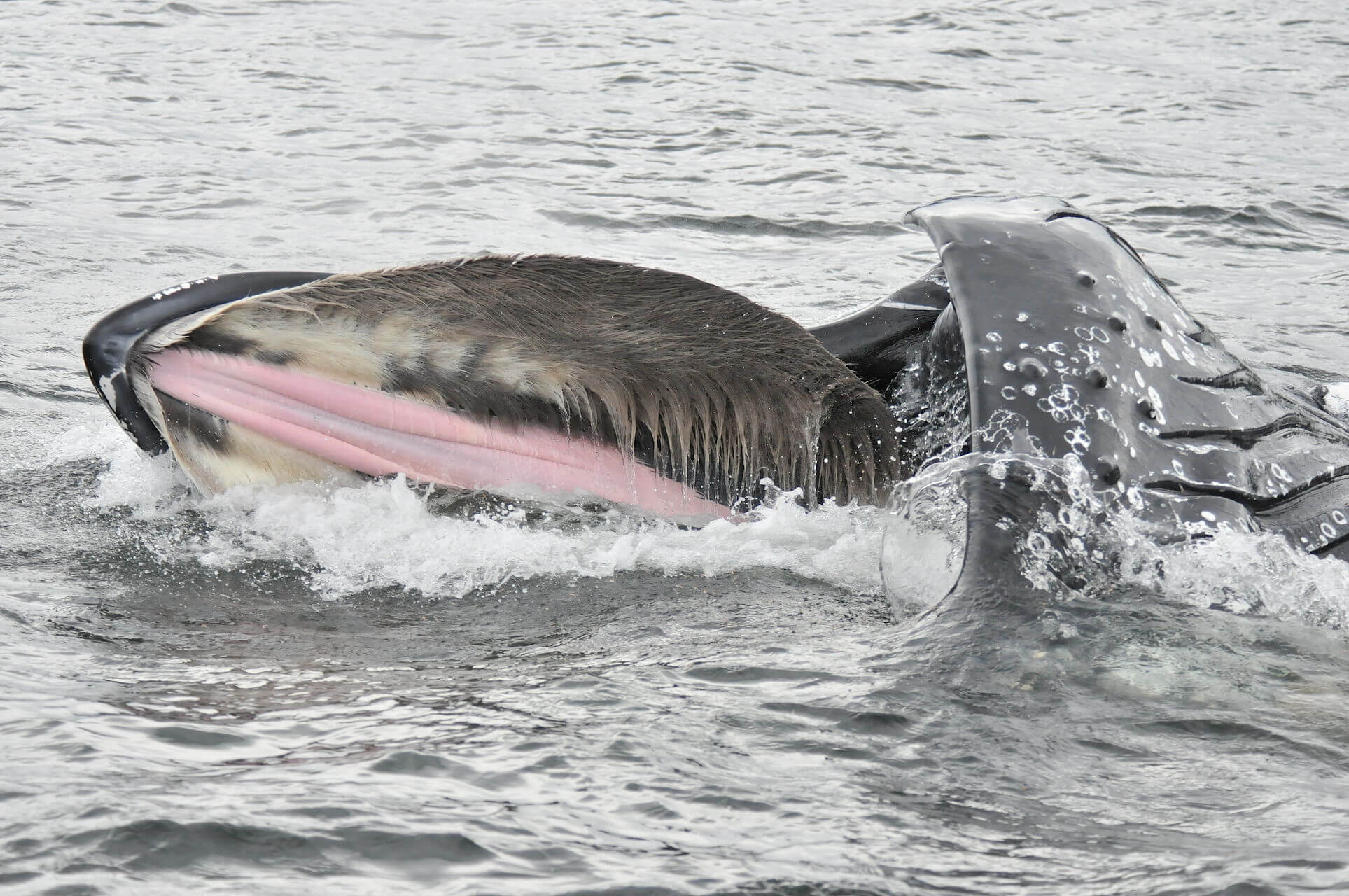 Les dents et les fanons - Baleines en direct