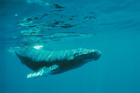 Les adaptations évolutives des baleines leur permettent de mieux résister à la pression exercée par l’eau - © Jean Lemire