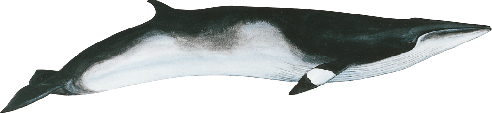 Image minke whale
