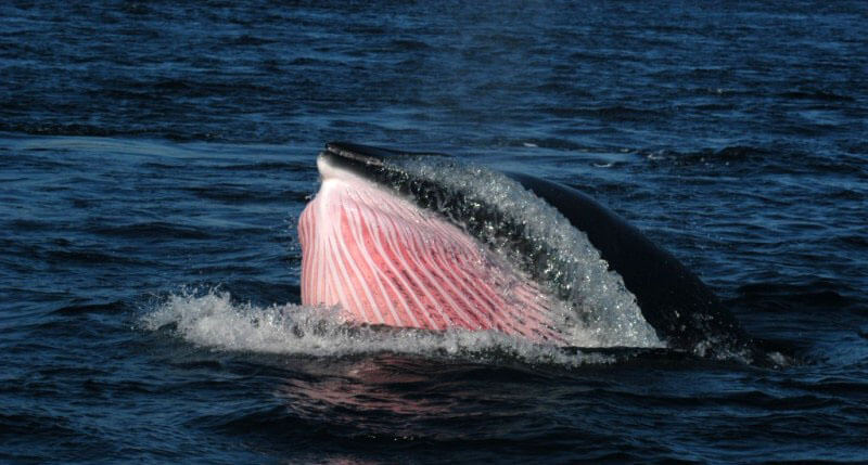 Petit rorqual en alimentation: la circulation sanguine à la surface de la peau colore la gorge de rose. © GREMM