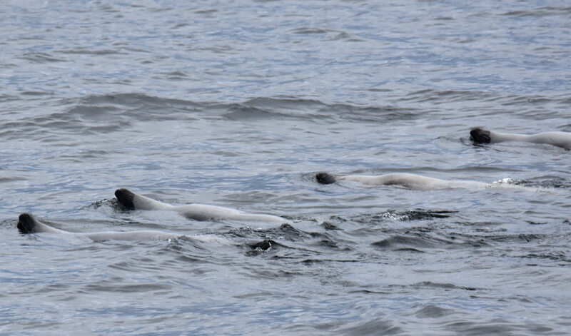 Harp seals swimming on their back. 