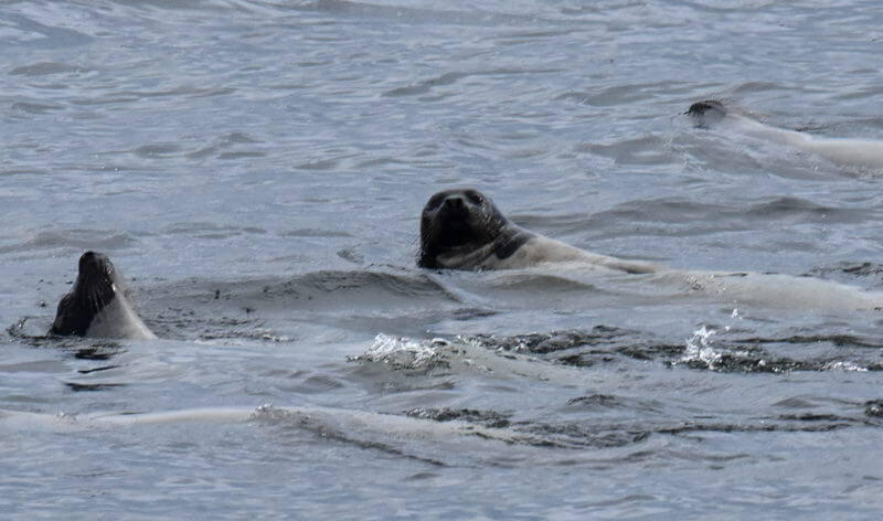 Harp seals swimming on their back. 